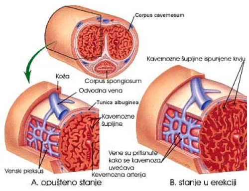 princip rada pomagalo ponosa presek penisa figura 2